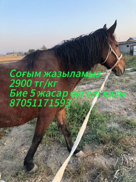 Соғым. Бие. Жылқы еті.