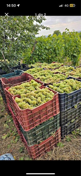 Struguri de vin