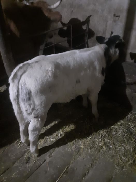 Vând vițea si un vițel