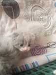 Scotish fold bolalari 2 oyli rangi seriy oq