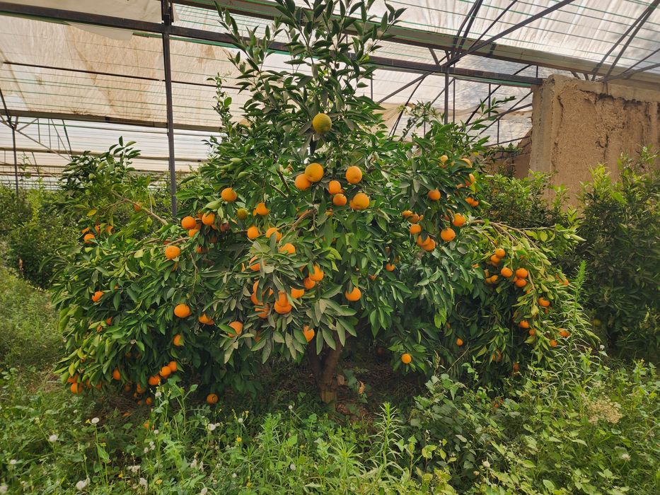 Mестний мандарин Апелсин мева сотилади оптим