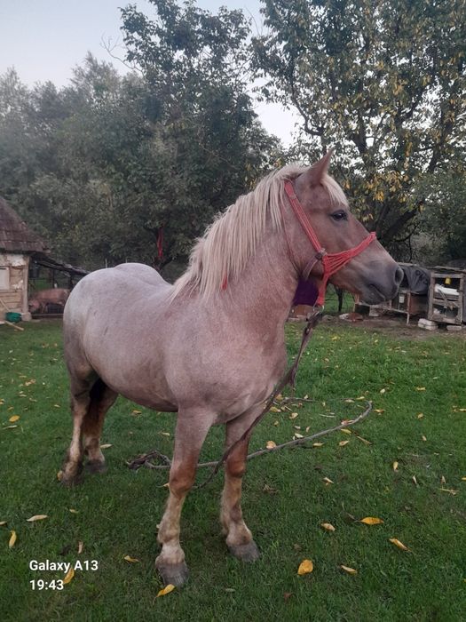 De vânzare mânz harmasar de un 1 și 5 luni