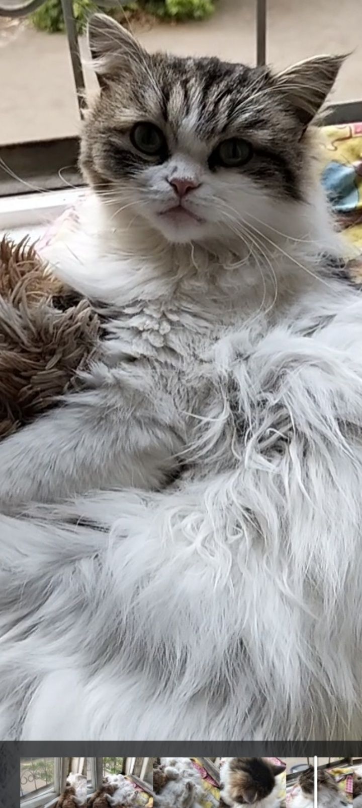 Отдам красивую кошечку