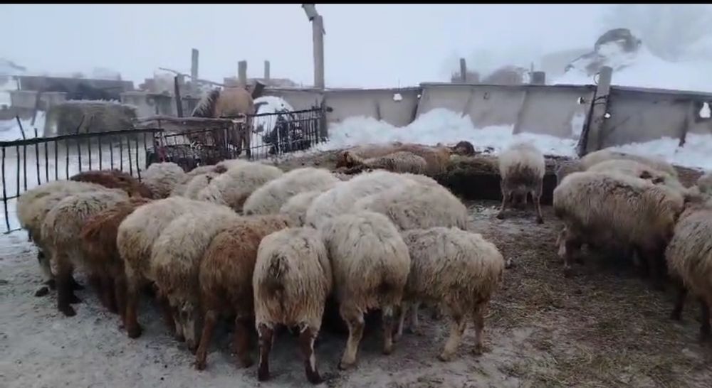 Оптом Продам овец  30 голов