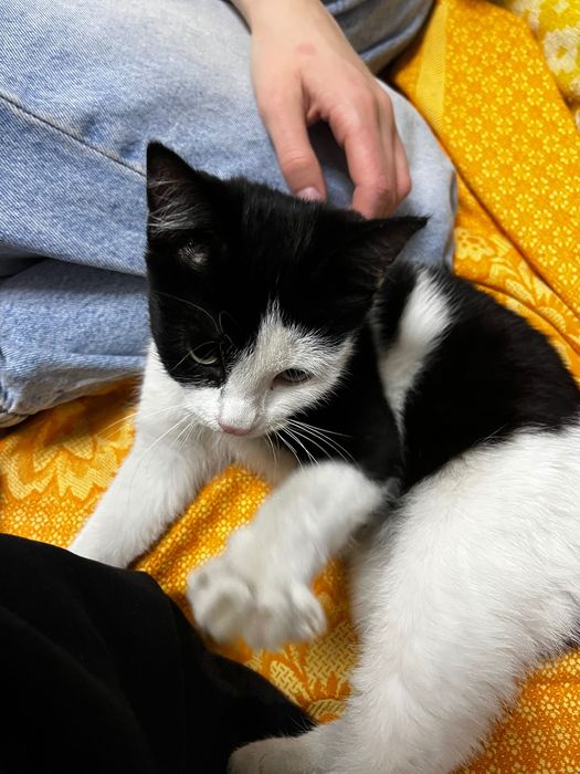 Котёнок черно-белый