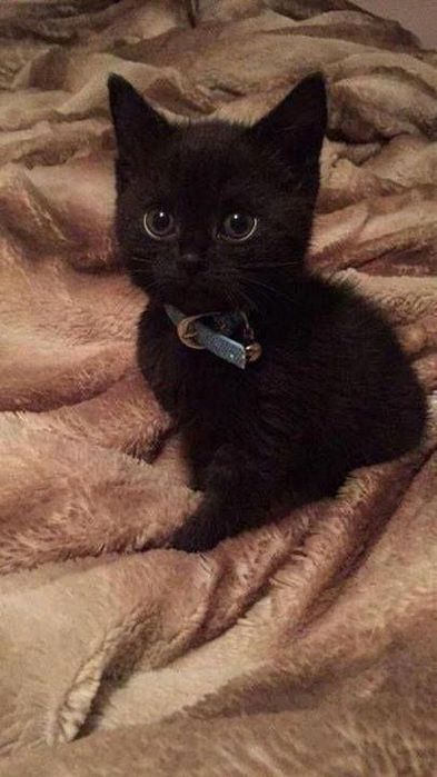 Hadiya. Oтдам в добрые руки