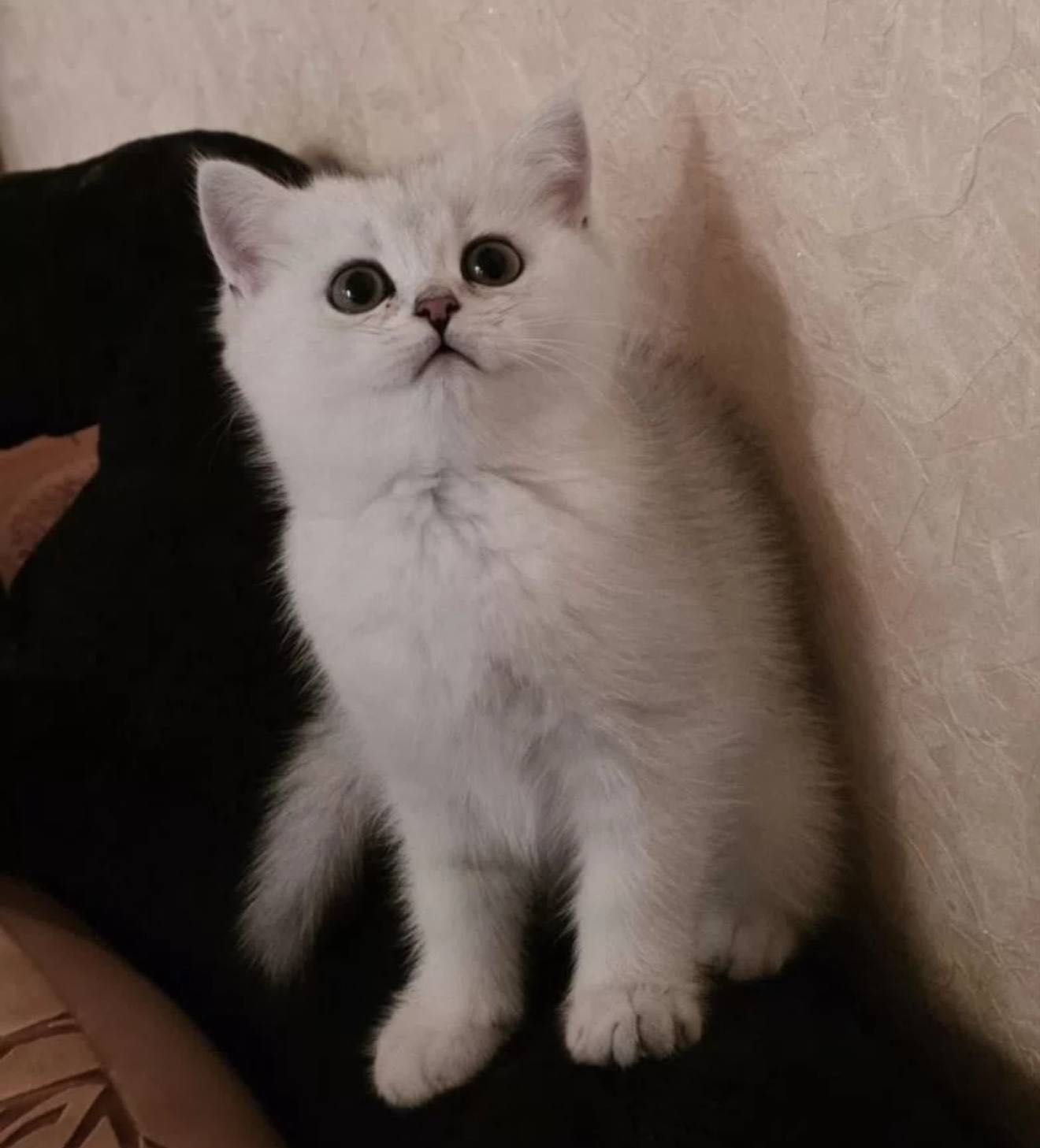 Продаются милашки Серебристая шиншила