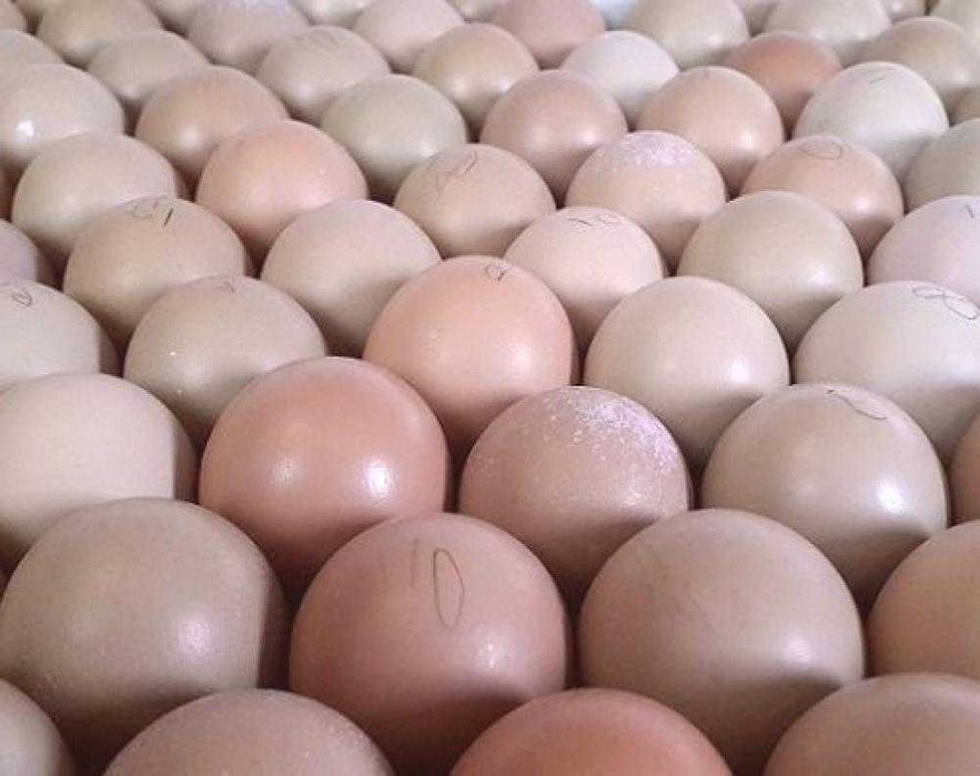 Яйца от ловен фазан
