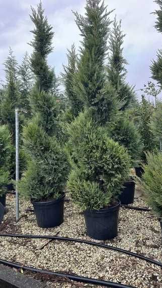 Soluții profesionale pentru grădini cu plante ornamentale