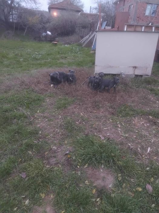 Кане корсо кученца