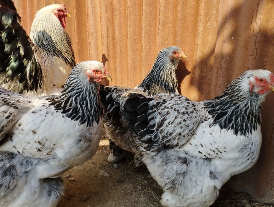 Bramalar ulgurji narxlarda donasi