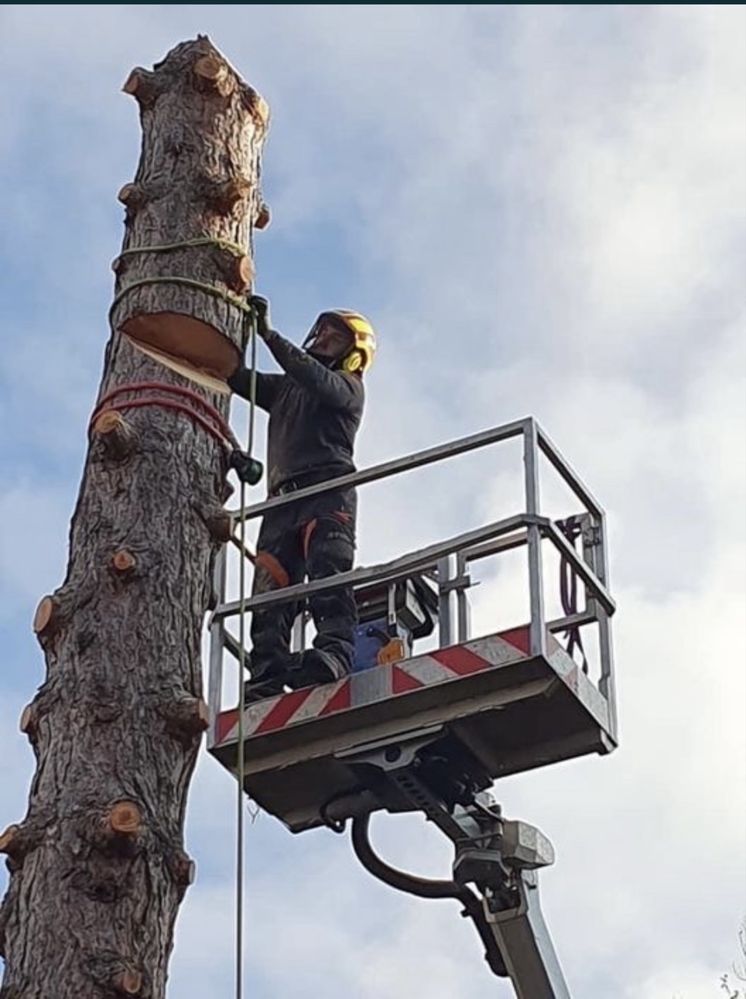 Arborist, toaletari/taieri/curatari arbori, alpinist in copaci