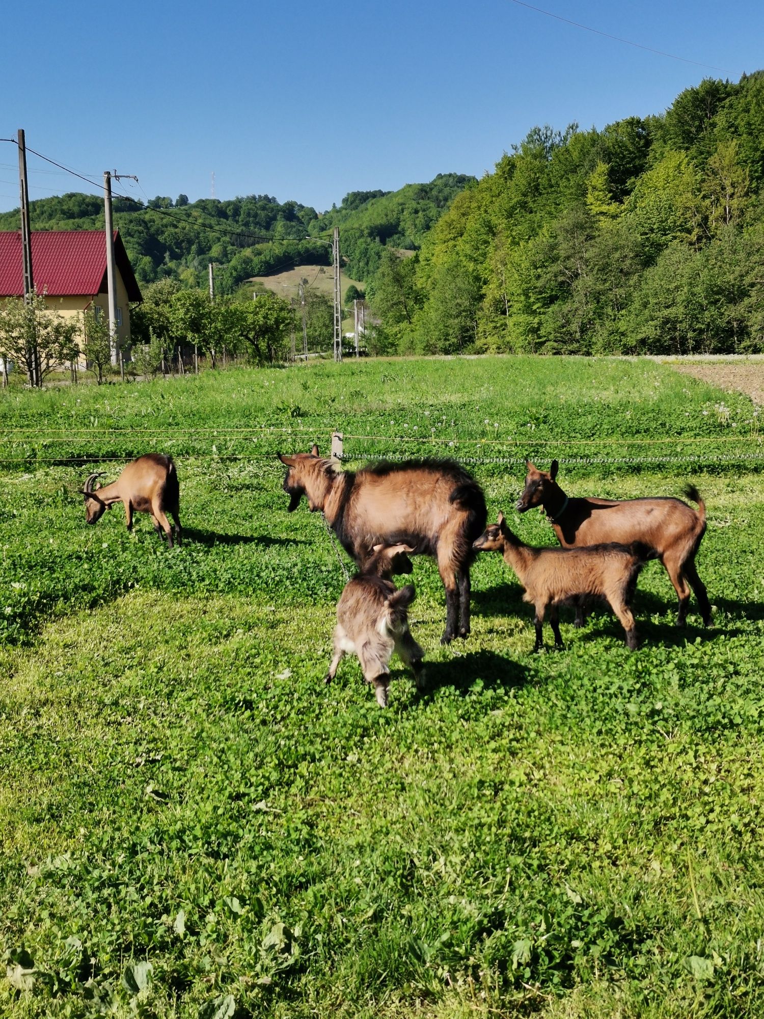 Familie de capre alpine
