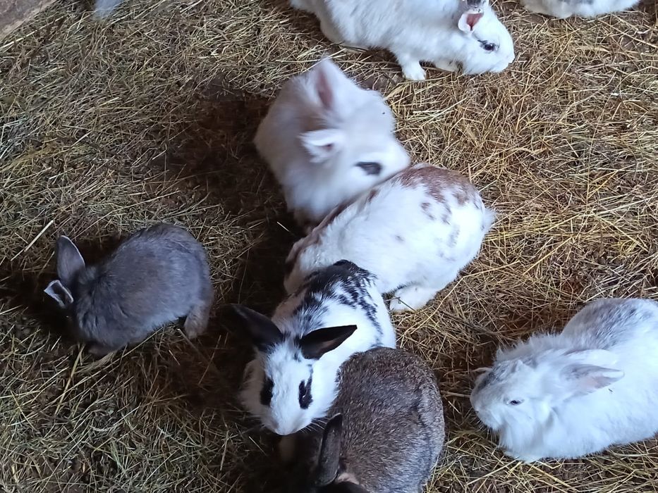 Iepuri colorați,rasa:Cap de leu