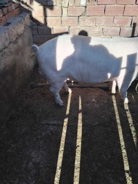 Продавам  нерез на 11 месе