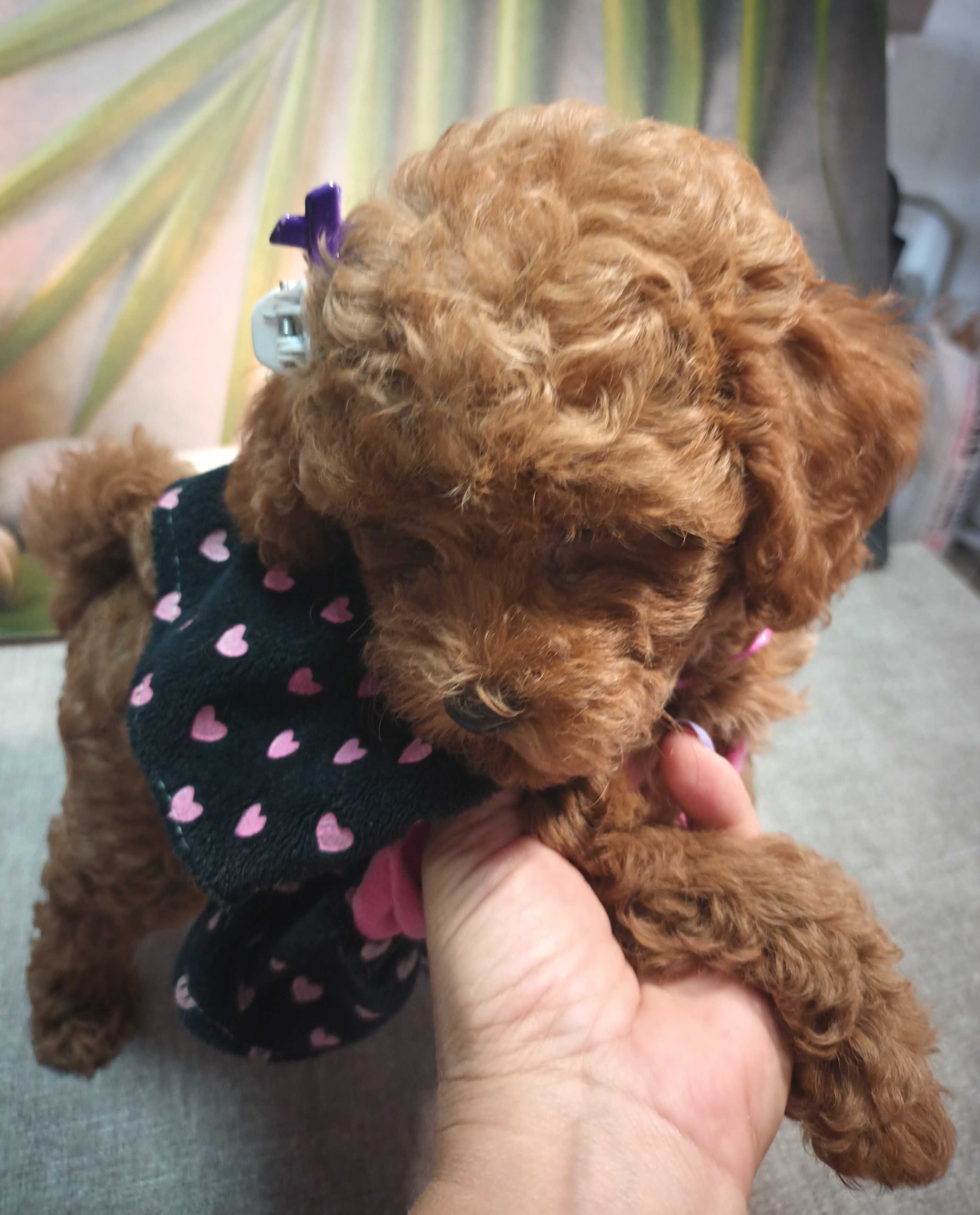 Пуделчета Той Poodle Toy