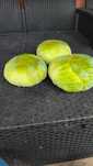 Varza plata autumn king