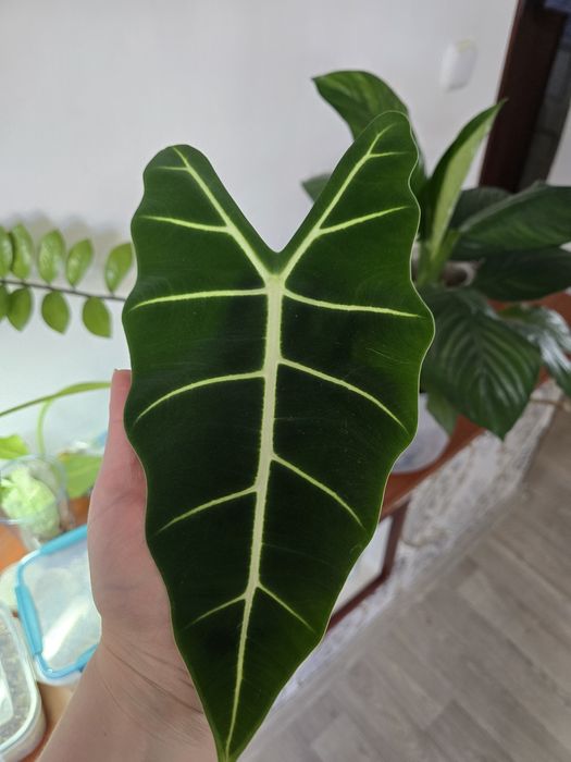 Продам     Алаказии