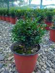 Buxus forma glob (Buxus sempervirens) la ghivece de 4 litri