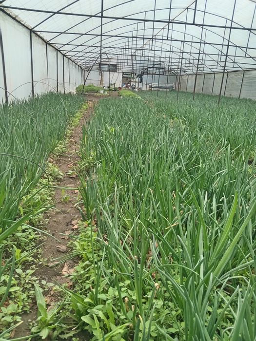 Көк пияз, Лук зеленый пяиз көк