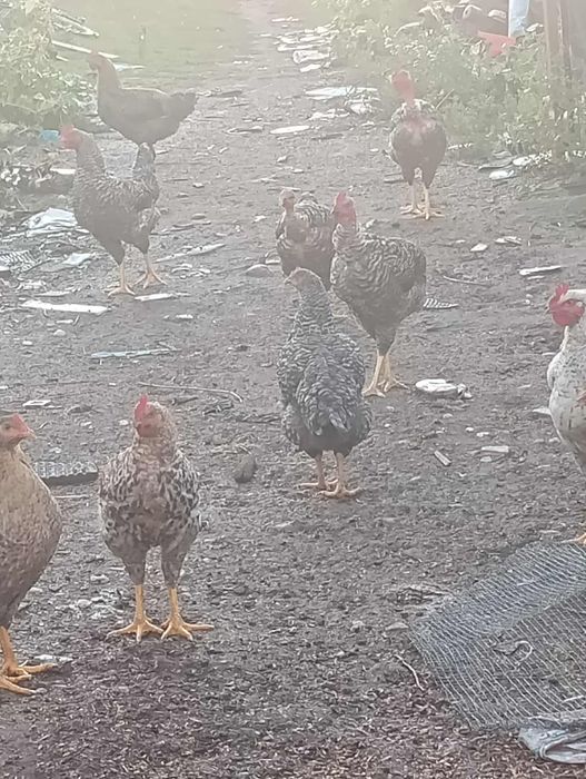 Cocosi și rate de casa
