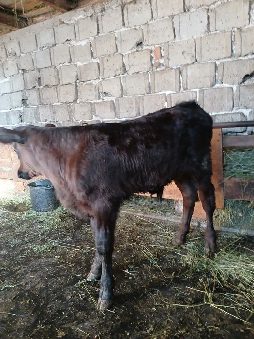 Vând tauras angus varsta o luna jumătate