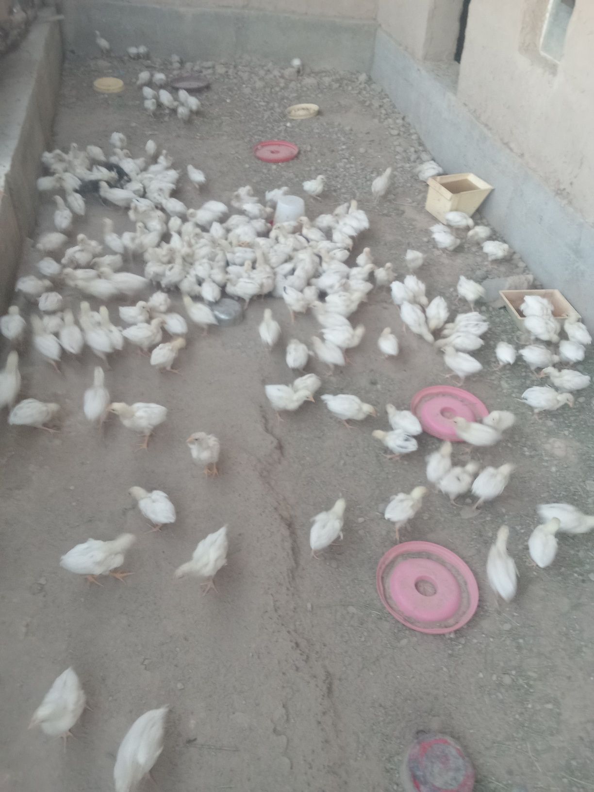 Jujalar sotiladi broller kobb-500 10 kunlik manzil samarqand