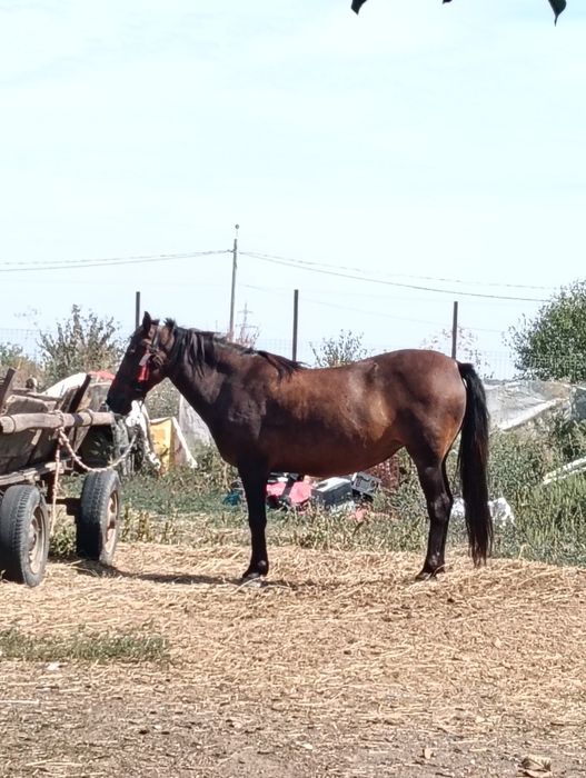 Vând iapa tânără .Pretul este de 5500 de lei ,ușor negociabil