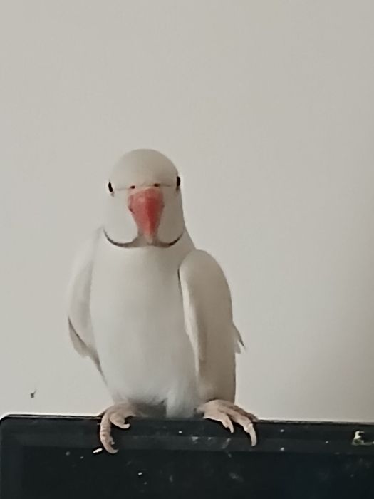 Papagal Micul Alexandru