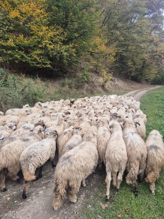 Vând oi țurcane si mioare