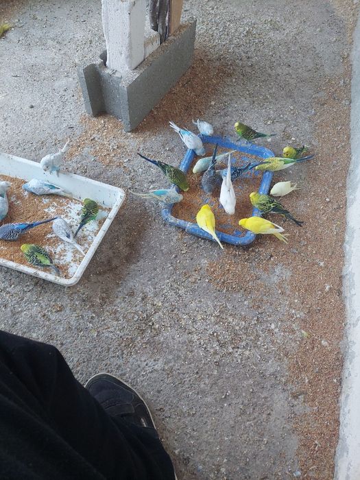 Vindem papagali diferite  culori