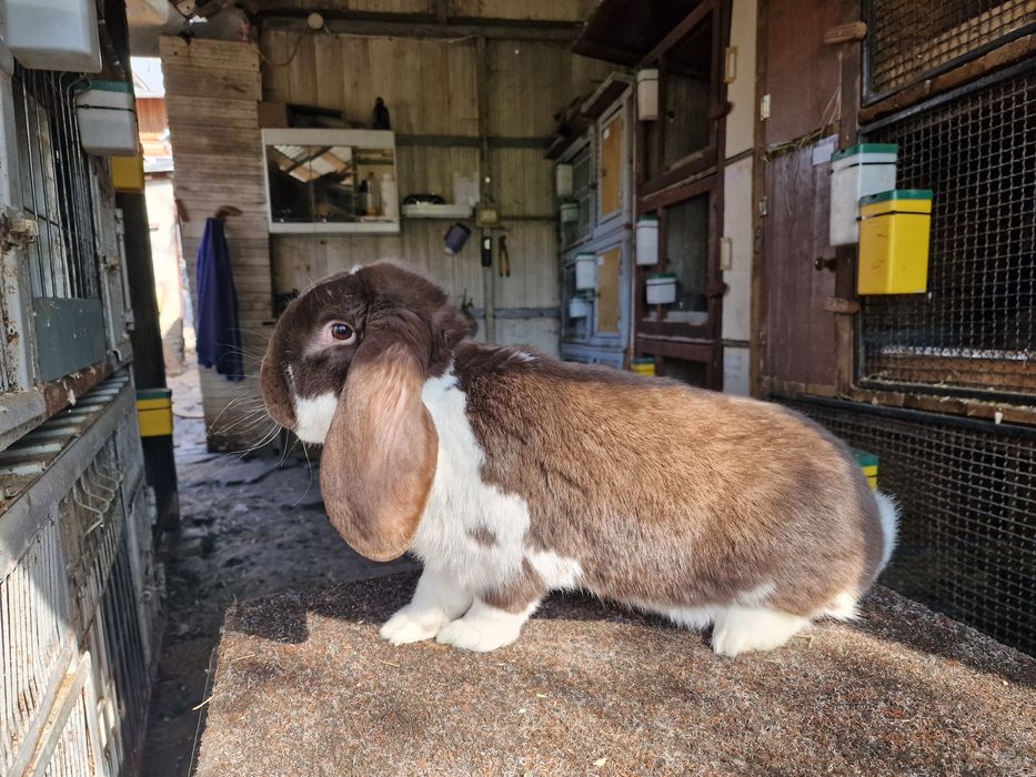 Iepuri berbec german