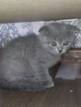 Продаётся котёнок скотина фолд