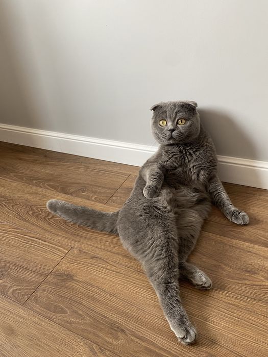 Британец ищет дом