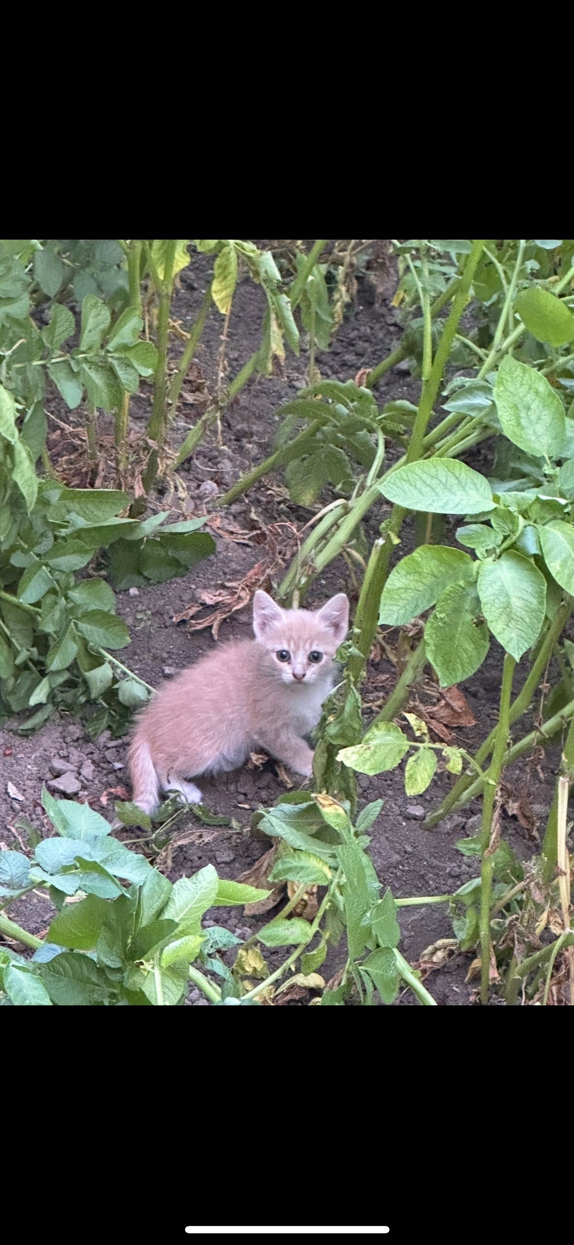 Подарявам котенца