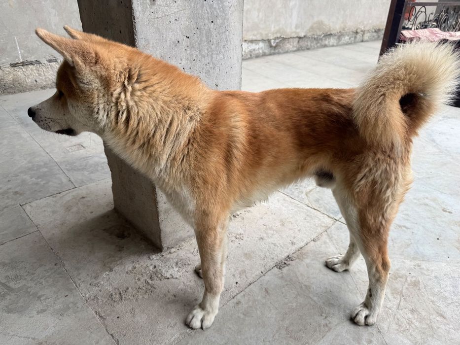 Akita srochna sotiladi 3mln