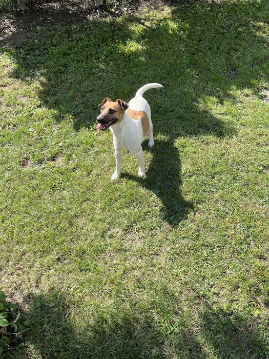 Caine de trufe albe si negre Jack Russell terrier