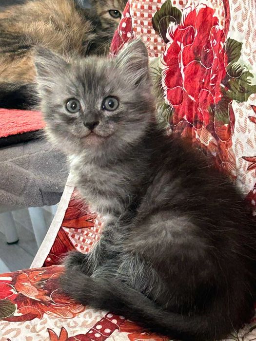 Отдам в добрые руки котёнка!!!