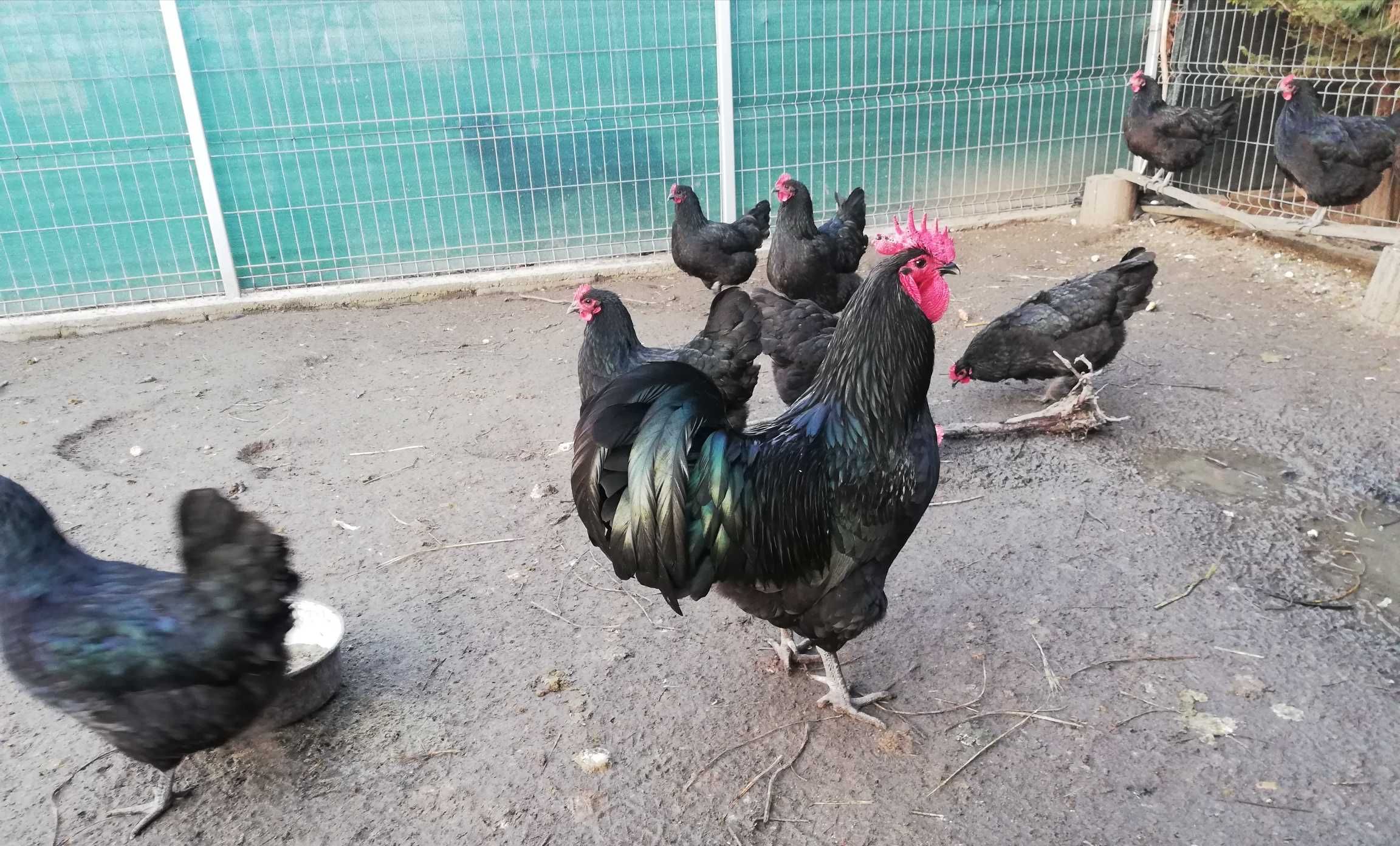 Vând oua găini pentru incubat din rasa Australorp negru