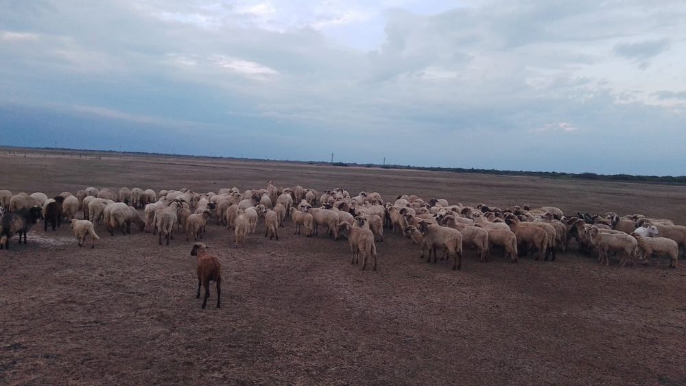 Vând oi țurcane și bircii