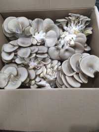 Продам грибы вешенка
