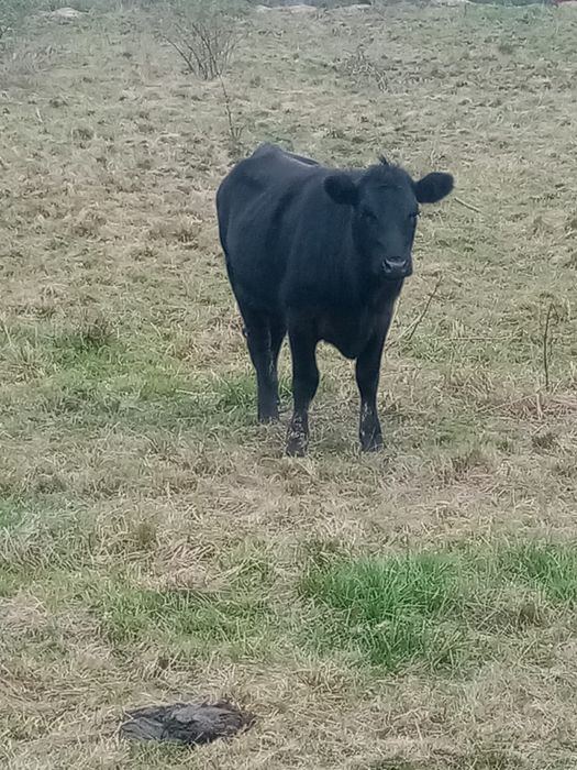 Vand vitea angus 1 an