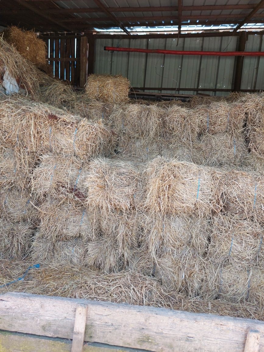 Vând baloți de lucernă