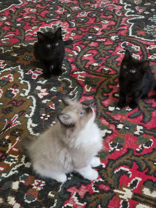 Очаровательные котята — домашние, ласковые и очень игривые.