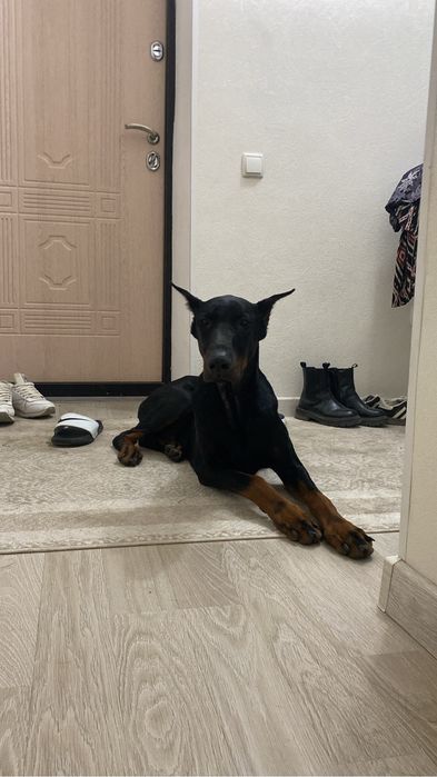 Собаки Амераканский Доберман (Show Line-Pet line)