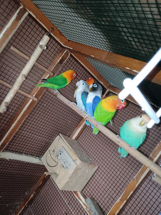 Schimb agapornis cu peruși sau nimfe