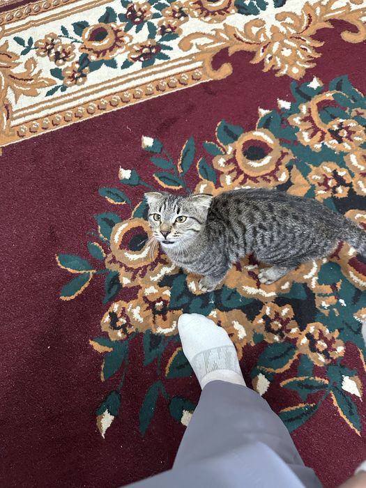 Scottish Fold aqilli mushuk