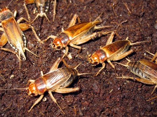 Банановые, двупятнистые и туркменсике тараканы