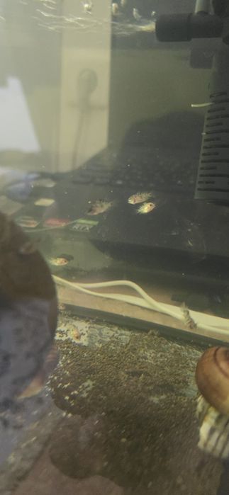 Малек гибрид сапфирового попугая и розового фламинго