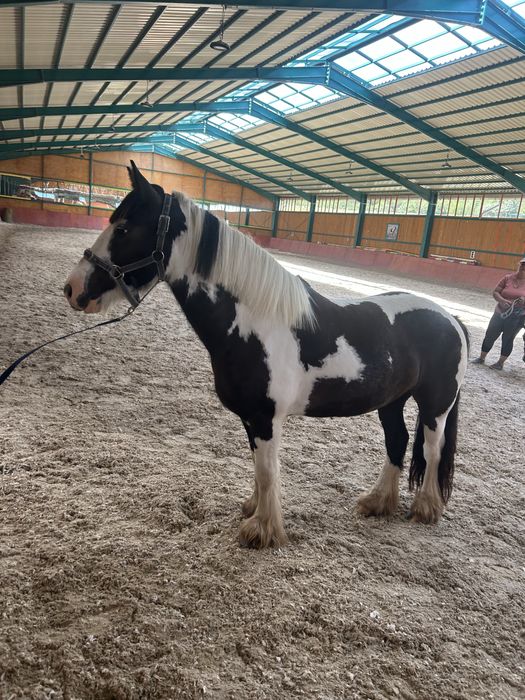 Pereche de gipsy vanner tinkeri